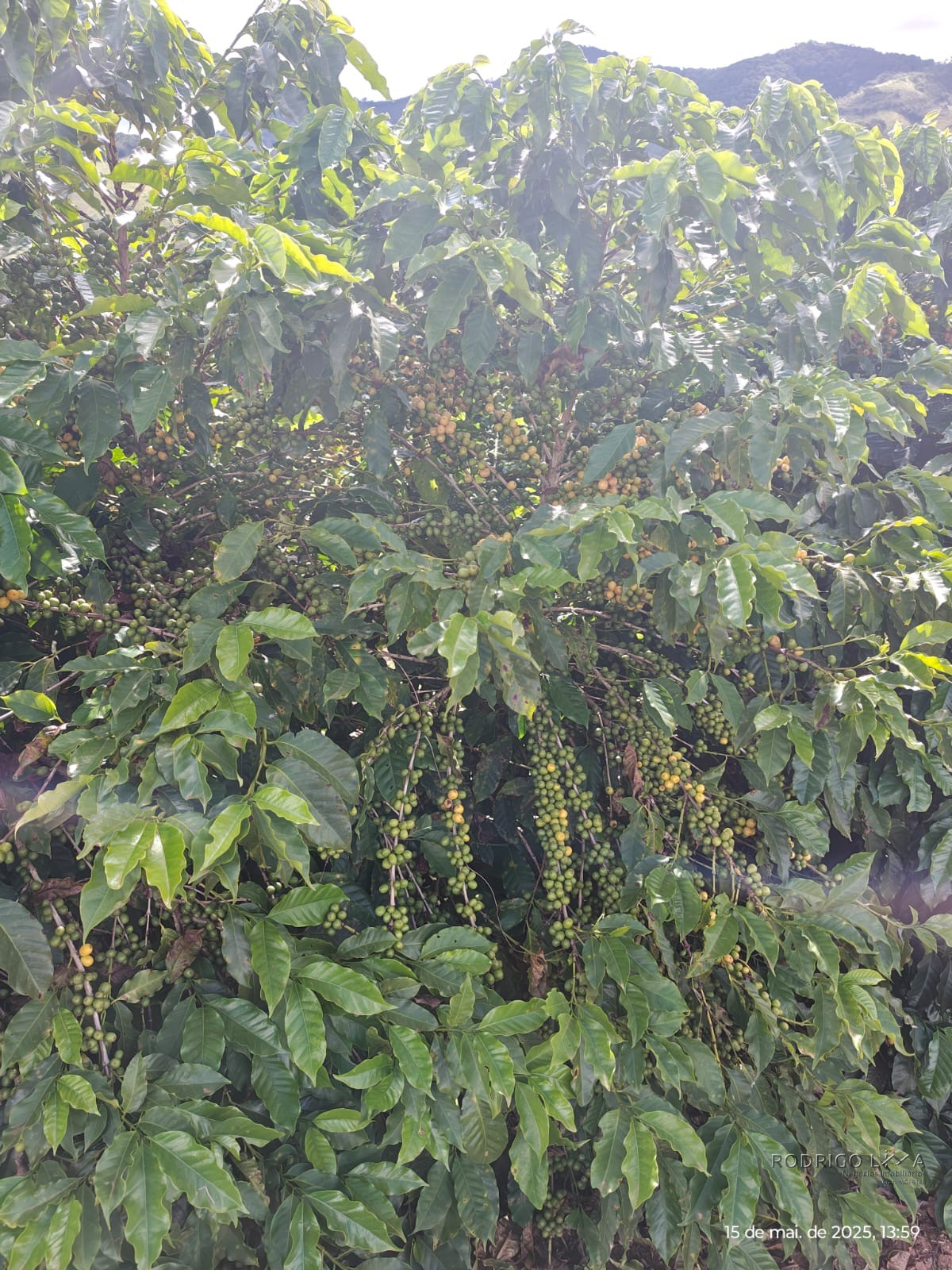Linda fazenda para venda em Pouso Alto - MG