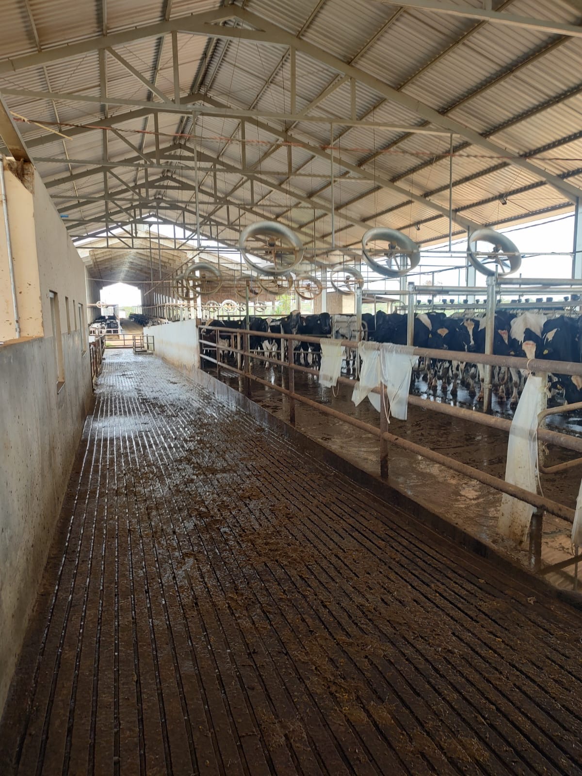 Fazenda para venda em Curvelo Mg