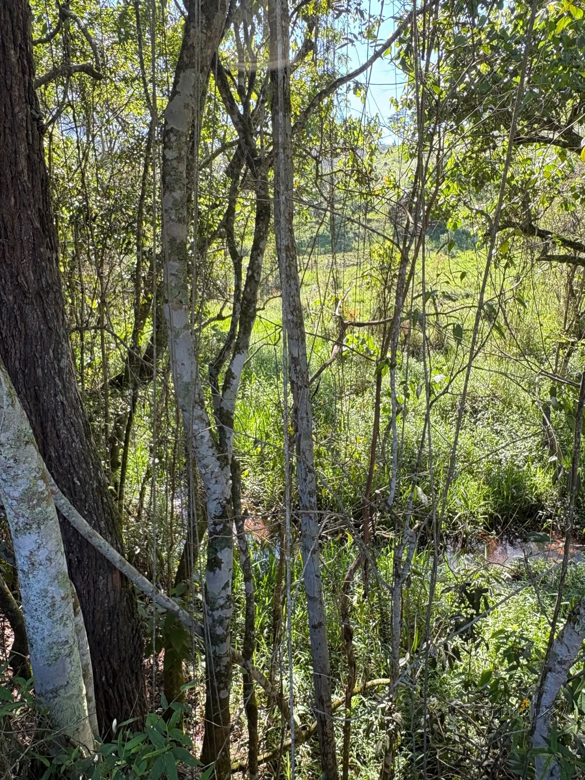 Terreno rural para venda em Dom Viçoso MG