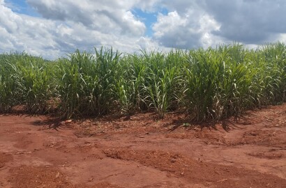 Fazenda para venda na região de Cajuru SP