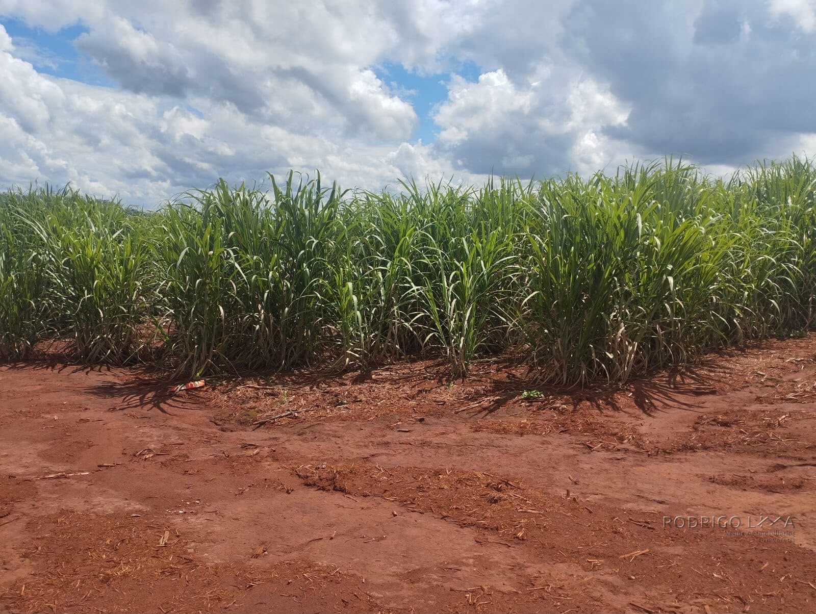 Fazenda para venda na região de Cajuru SP