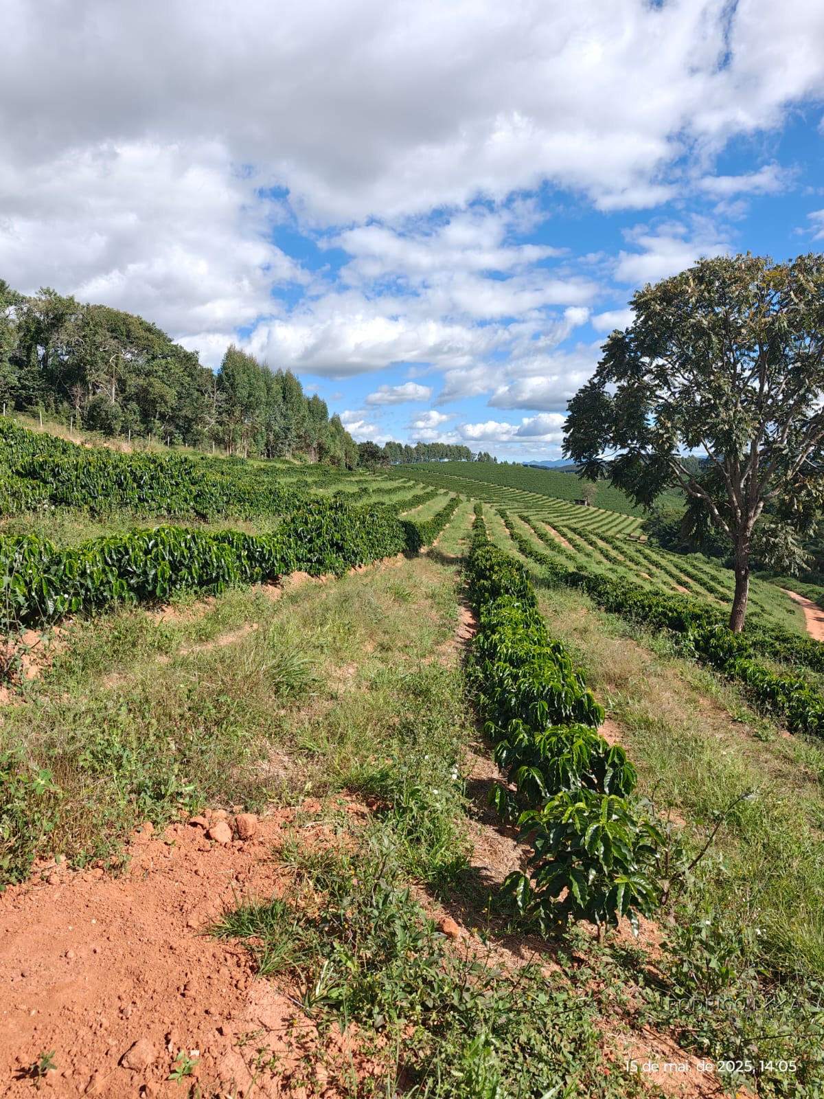 Linda fazenda para venda em Pouso Alto - MG