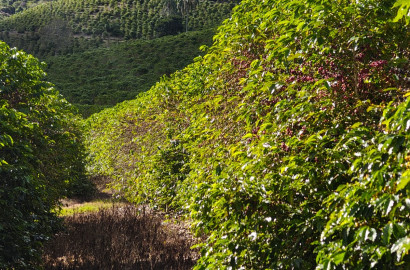 Linda fazenda para venda em Pouso Alto - MG