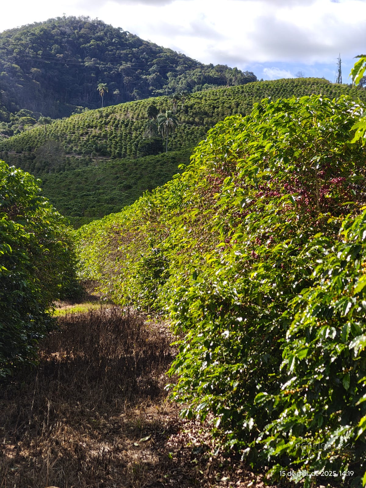 Linda fazenda para venda em Pouso Alto - MG