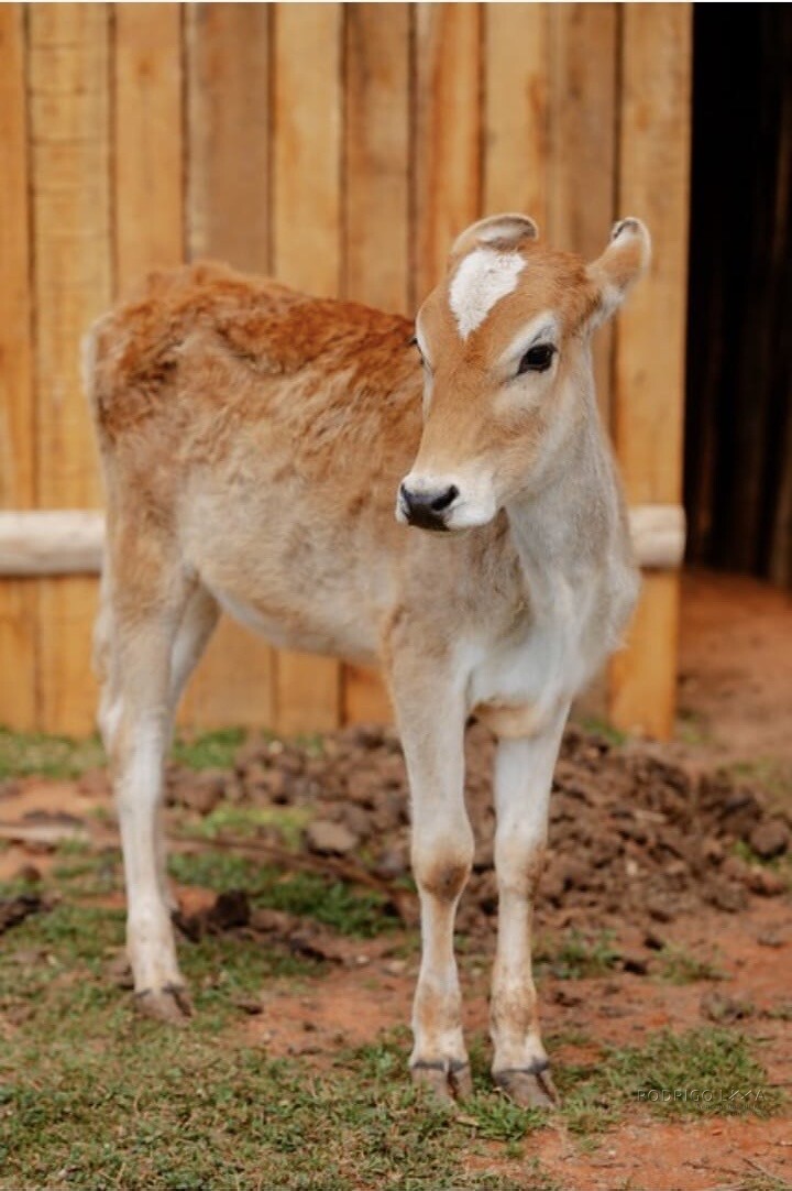 Lindo Sitio para venda próximo a São Lourenço - MG