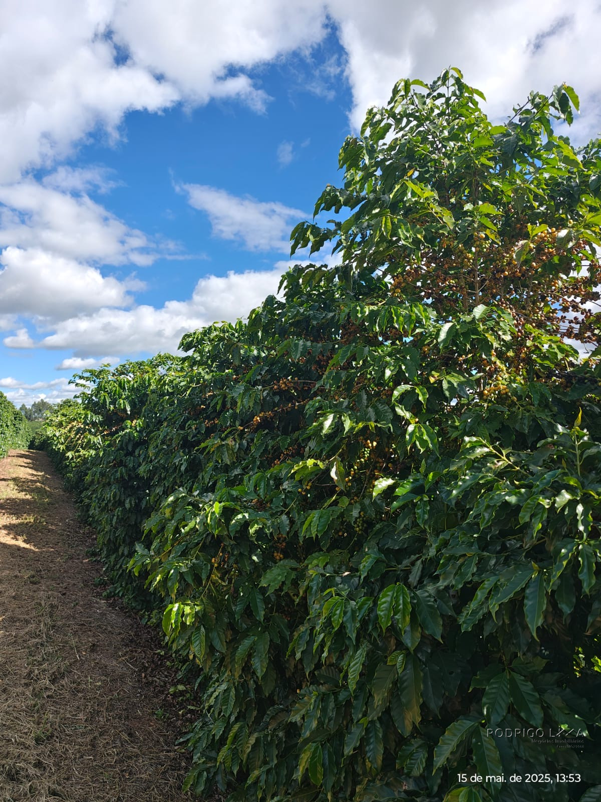 Linda fazenda para venda em Pouso Alto - MG