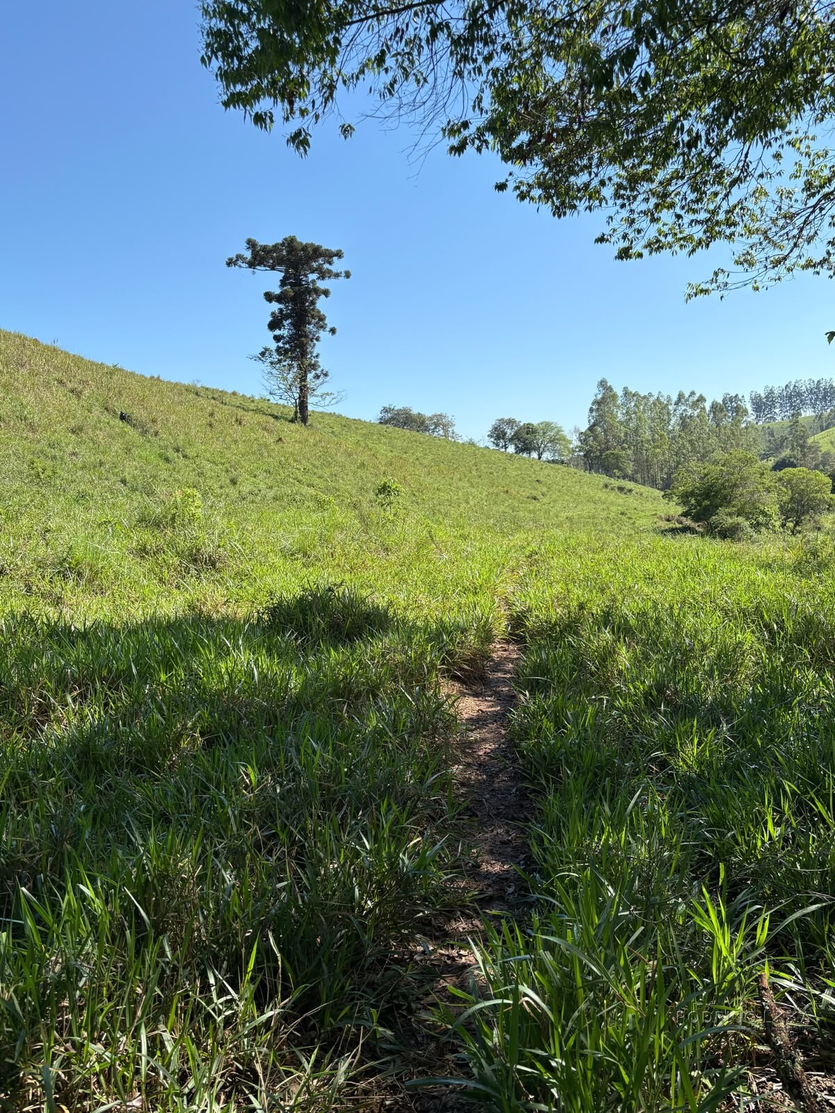 Terreno rural para venda em Dom Viçoso MG