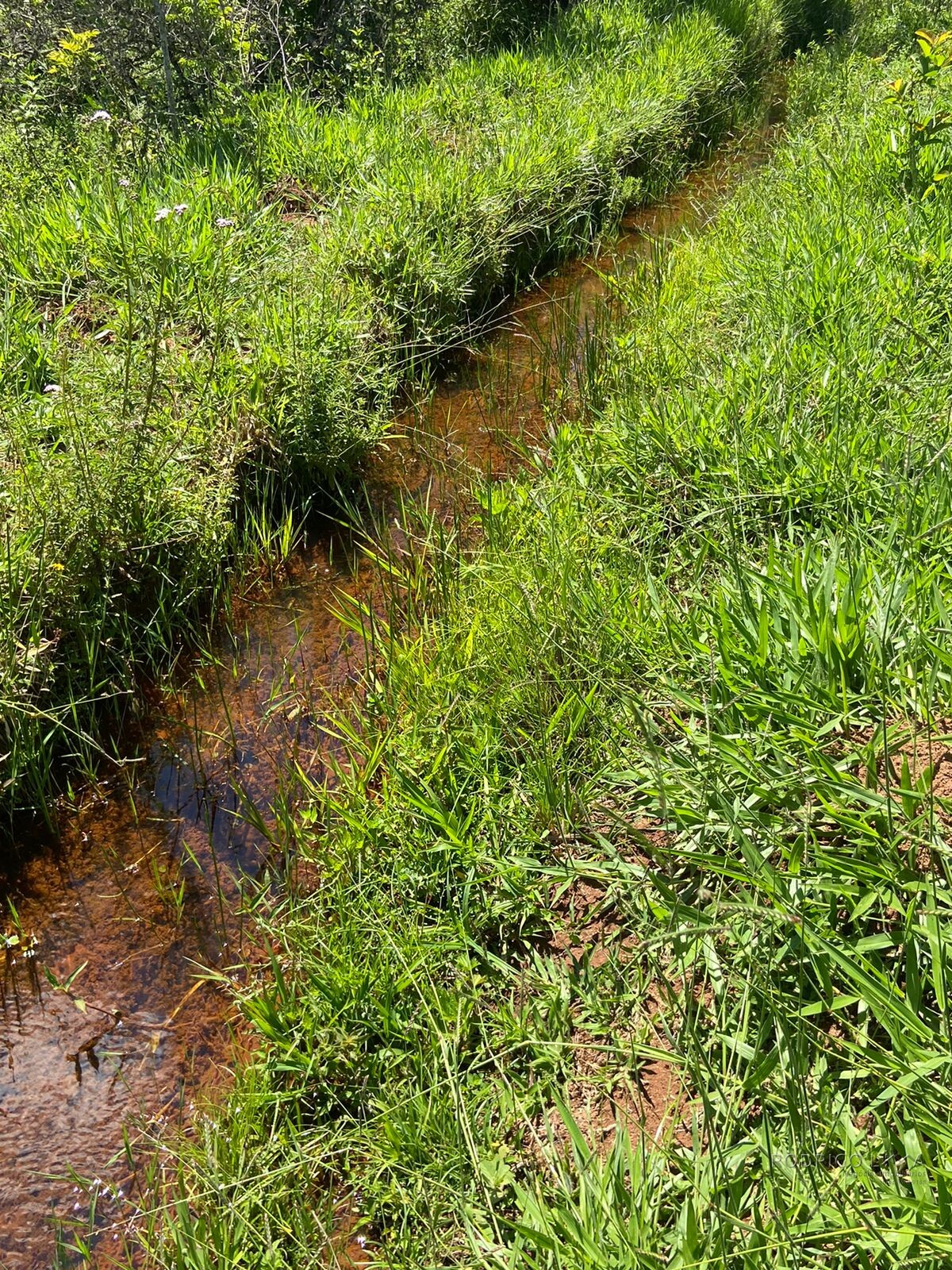 Ótima área rural para venda em Dom Viçoso MG