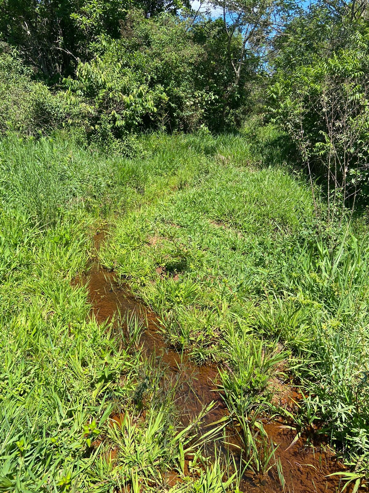 Ótima área rural para venda em Dom Viçoso MG