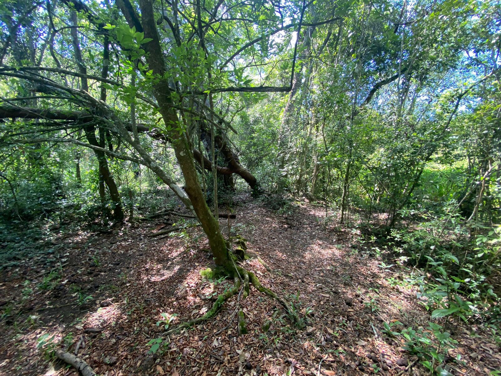 Ótima área rural para venda em Dom Viçoso MG
