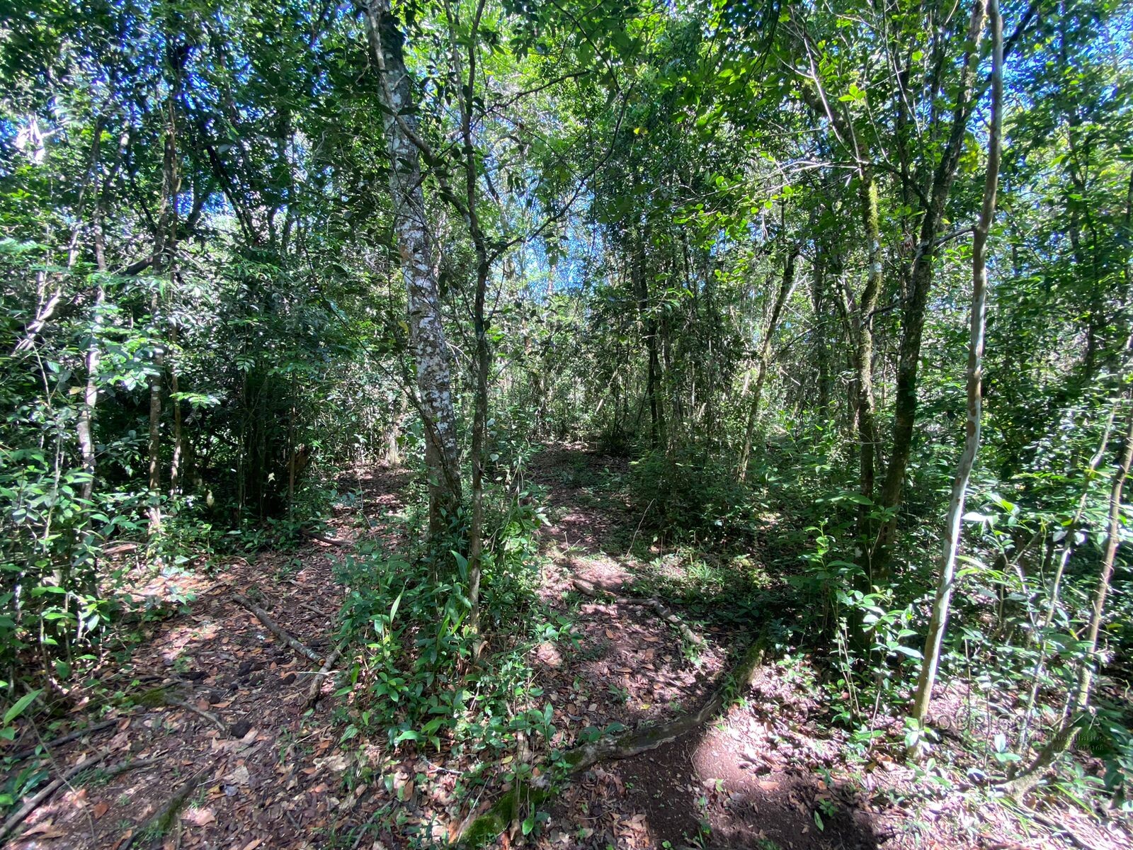 Ótima área rural para venda em Dom Viçoso MG