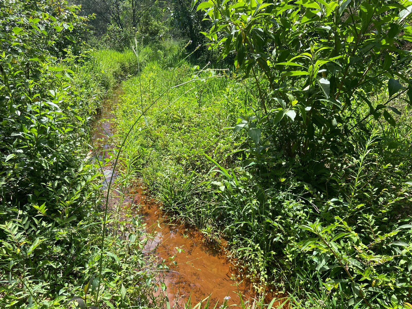 Ótima área rural para venda em Dom Viçoso MG