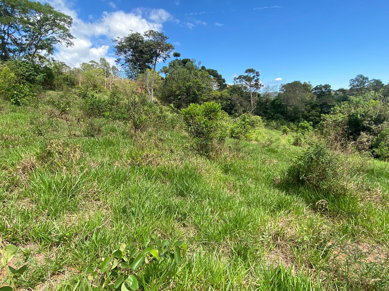 Ótima área rural para venda em Dom Viçoso MG