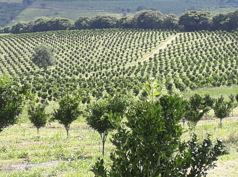 Linda fazenda para venda em Três Corações - MG