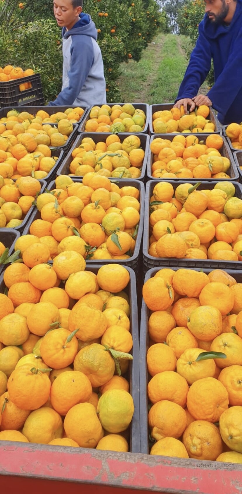 Linda fazenda para venda em Três Corações - MG
