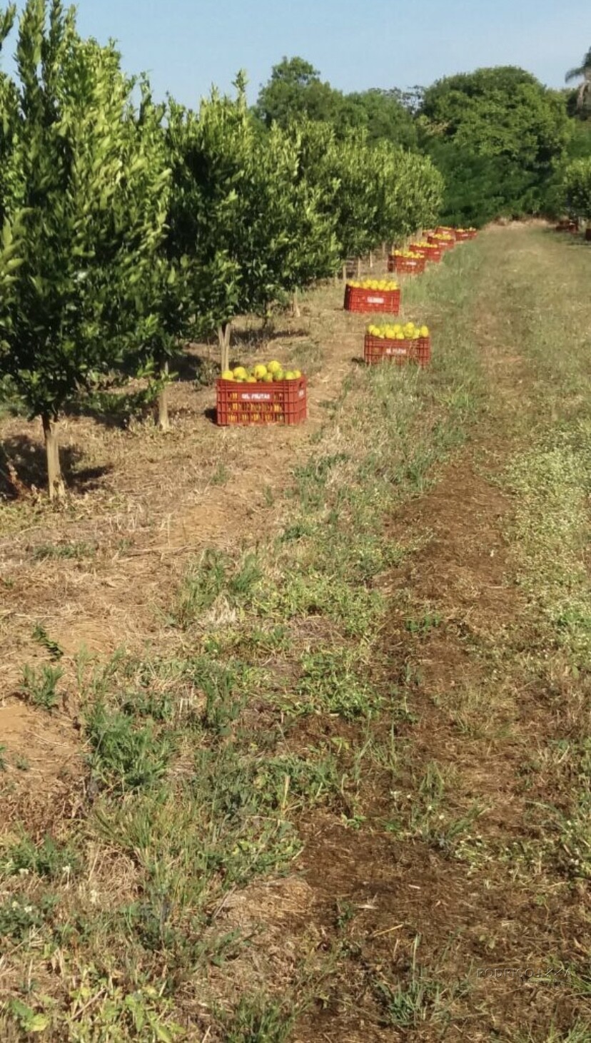 Linda fazenda para venda em Três Corações - MG