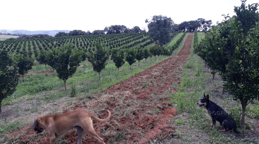 Linda fazenda para venda em Três Corações - MG