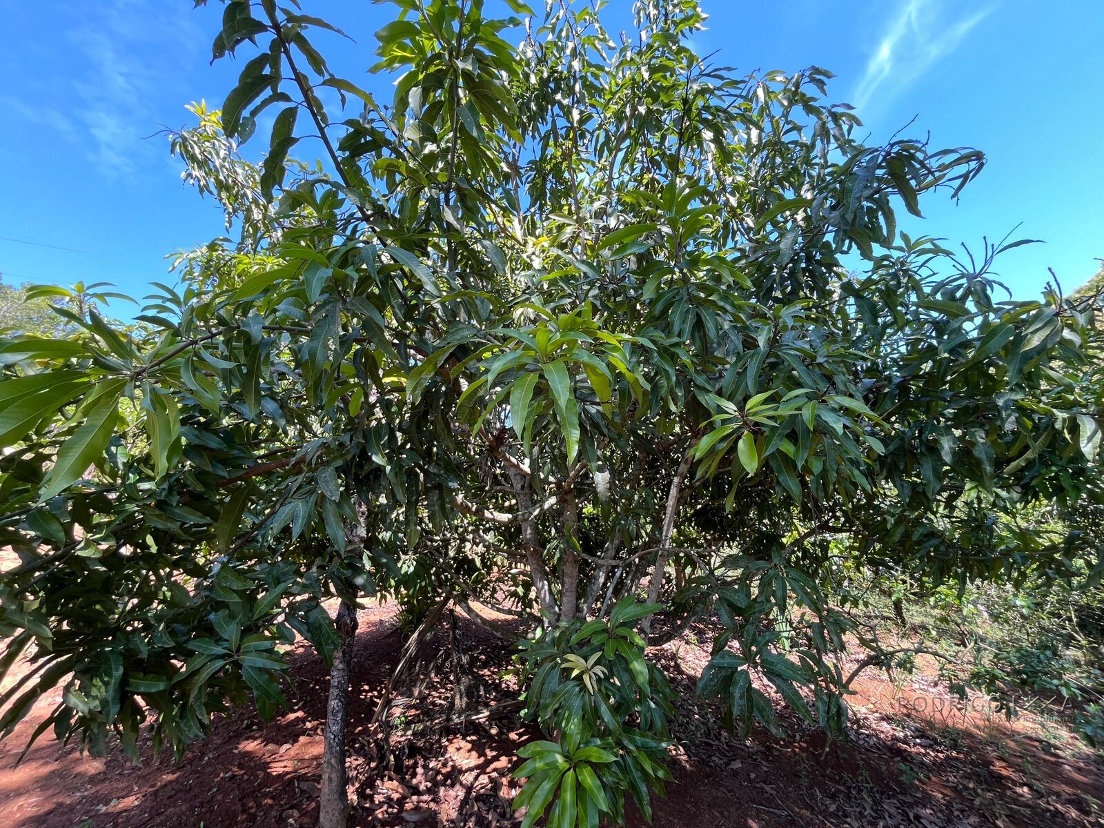 Chácara para venda 20 minutos de São Lourenço MG