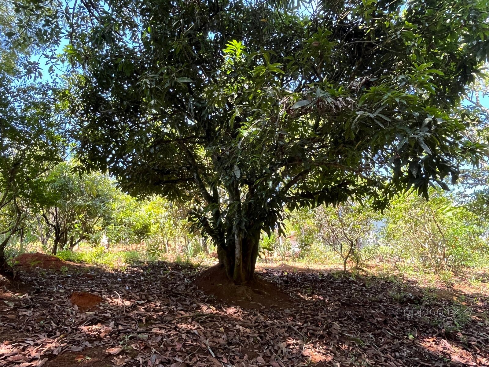 Chácara para venda 20 minutos de São Lourenço MG