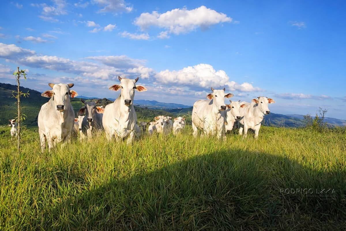 Fazenda para venda em Bom Sucesso MG