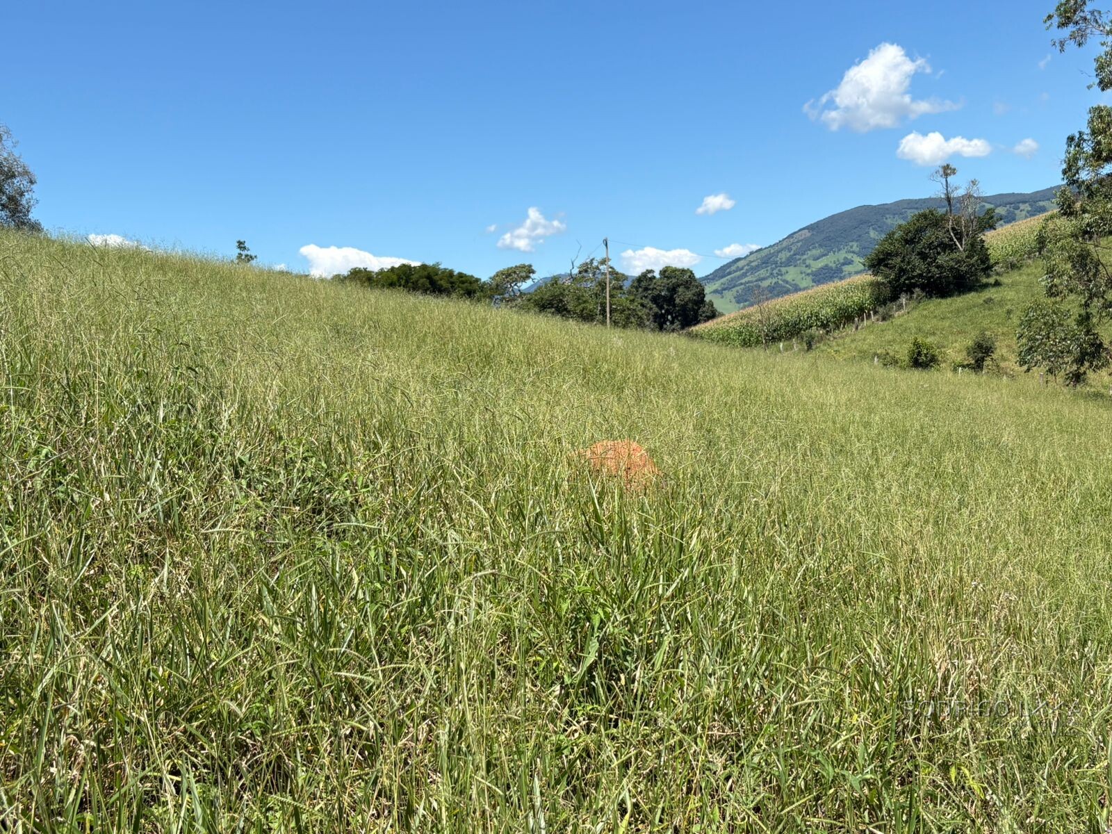 Terreno para venda em Dom Viçoso Mg