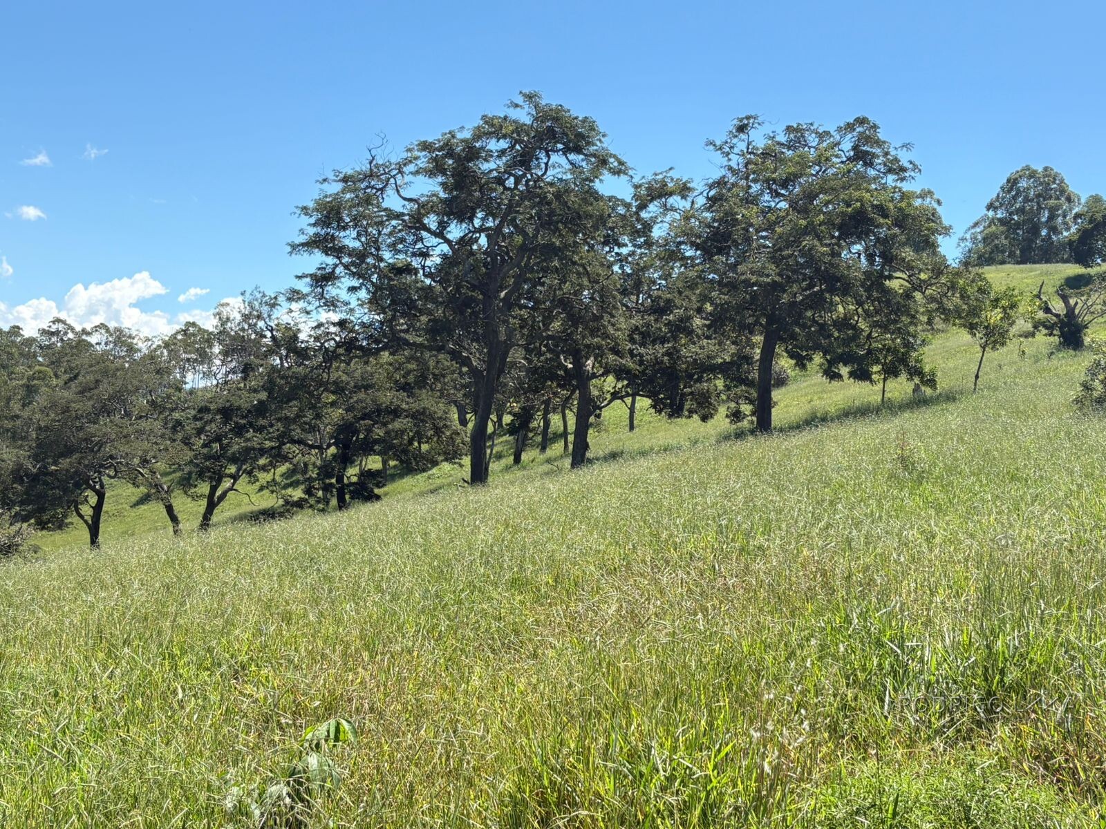 Terreno para venda em Dom Viçoso Mg