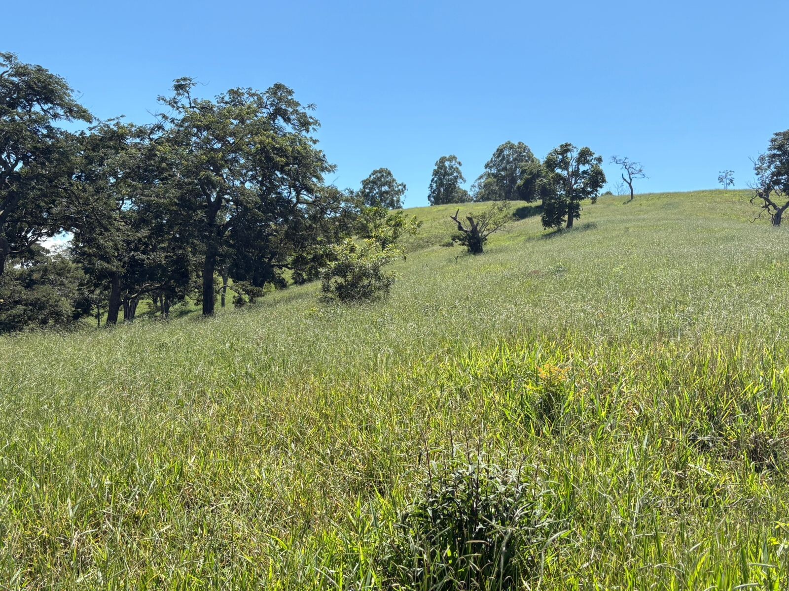 Terreno para venda em Dom Viçoso Mg
