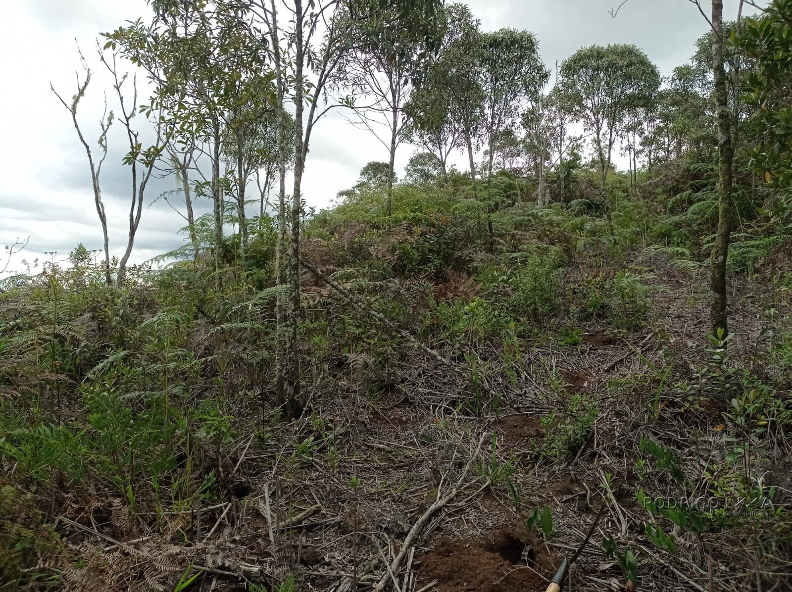 Propriedade para venda em Itamonte MG
