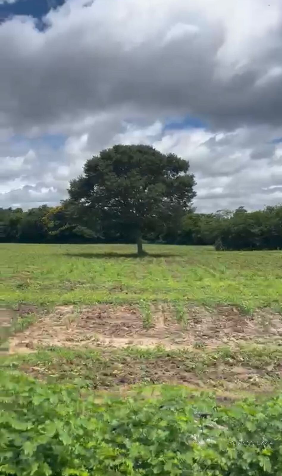 Fazenda para venda em Buenópolis MG