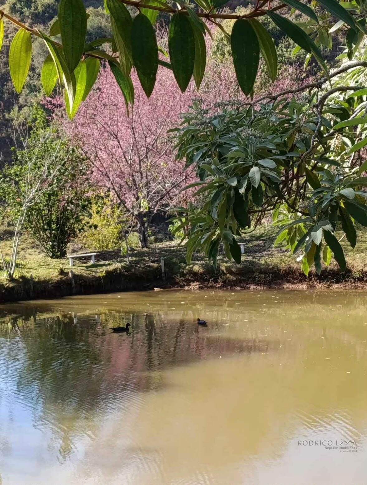 Sítio para venda em Maria da Fé Mg