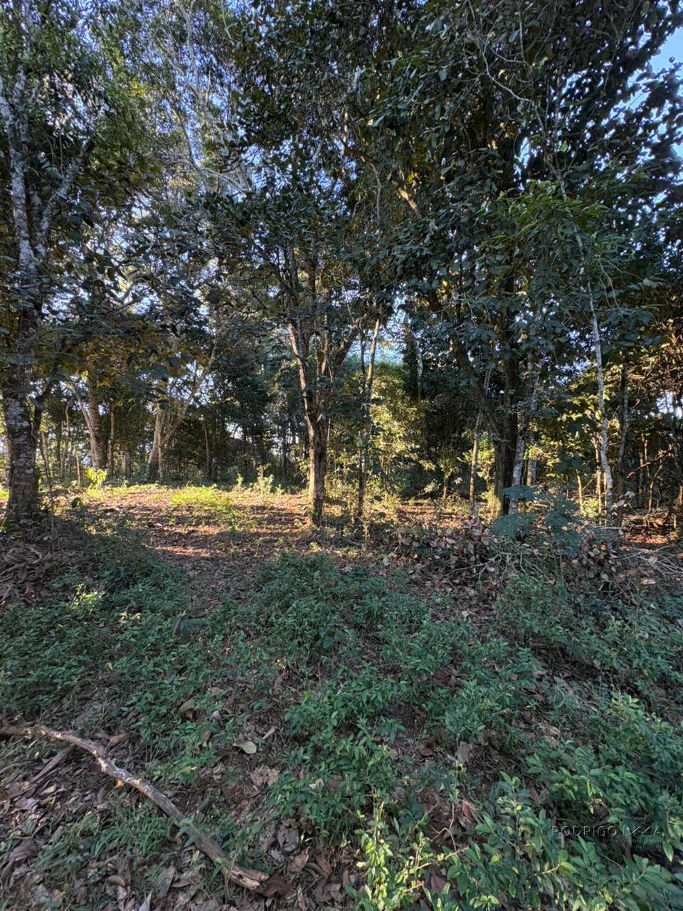 Área rural para venda em Dom Viçoso MG