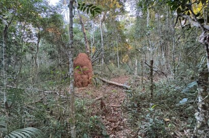 Área rural para venda em Dom Viçoso MG