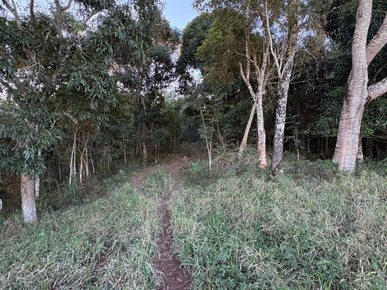 Área rural para venda em Dom Viçoso MG
