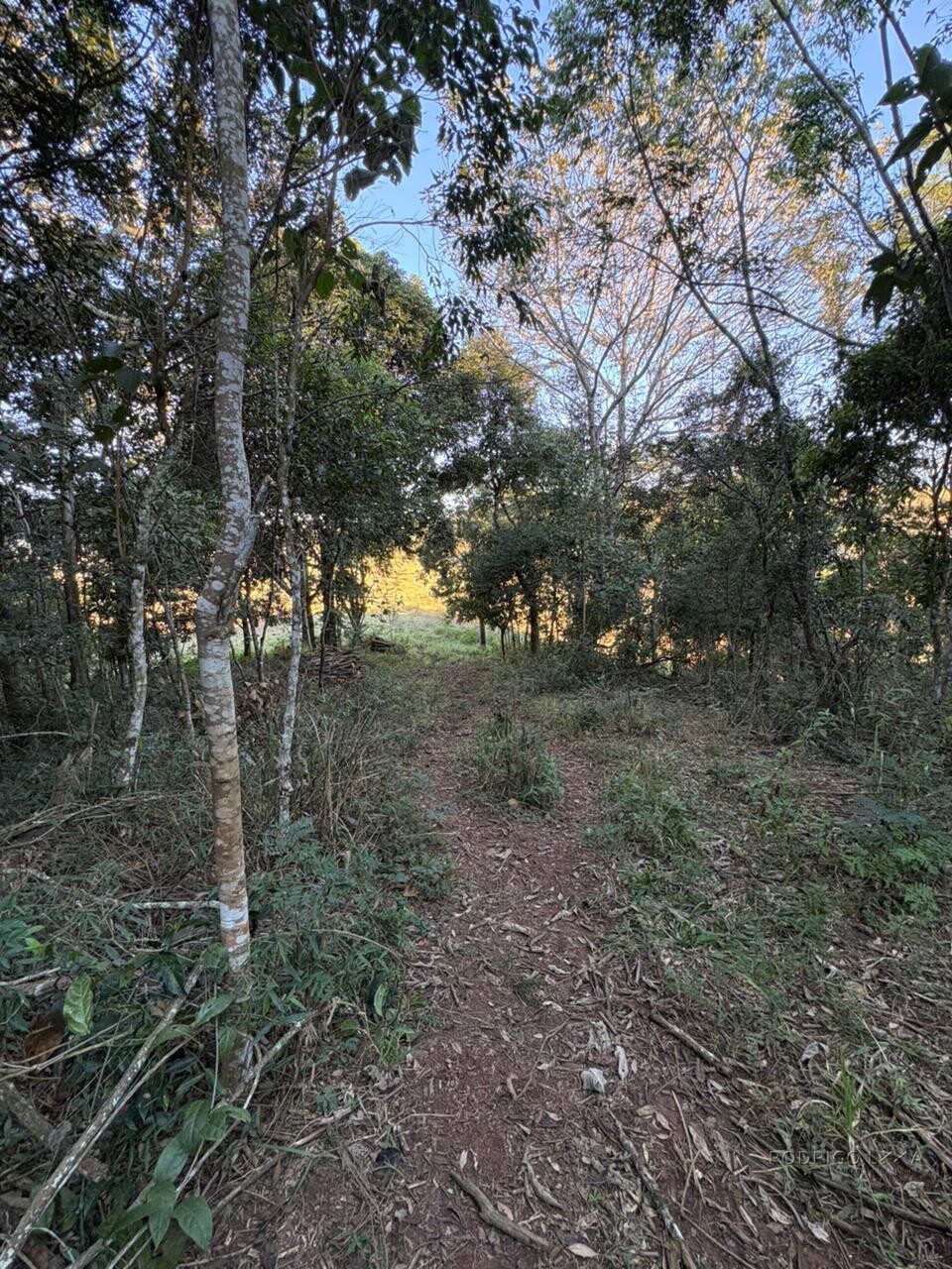 Área rural para venda em Dom Viçoso MG