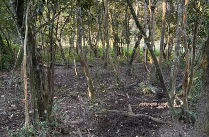 Área rural para venda em Dom Viçoso MG