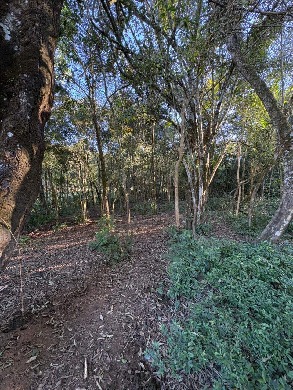 Área rural para venda em Dom Viçoso MG