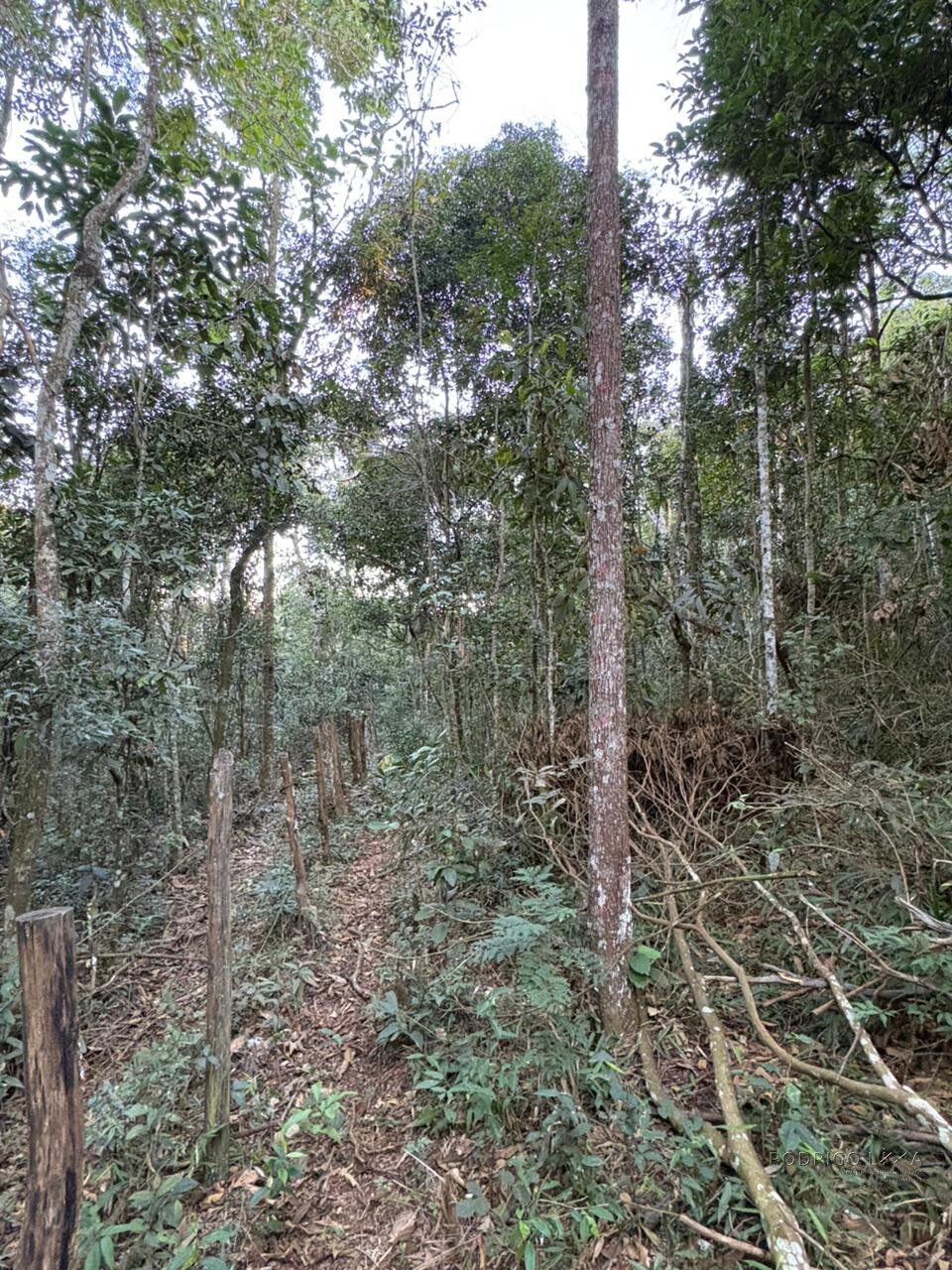 Área rural para venda em Dom Viçoso MG