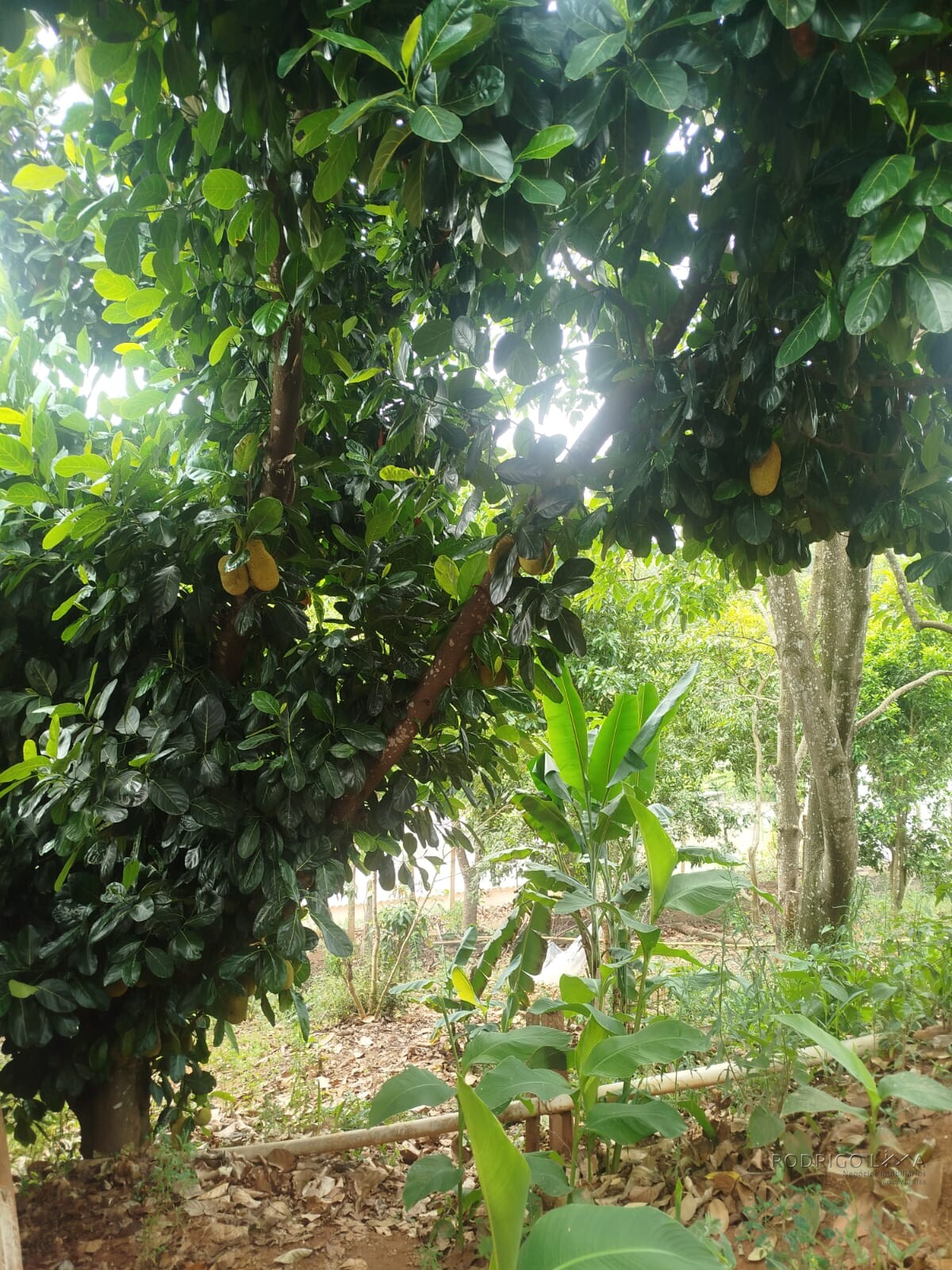Chácara para venda em Pouso Alto MG.