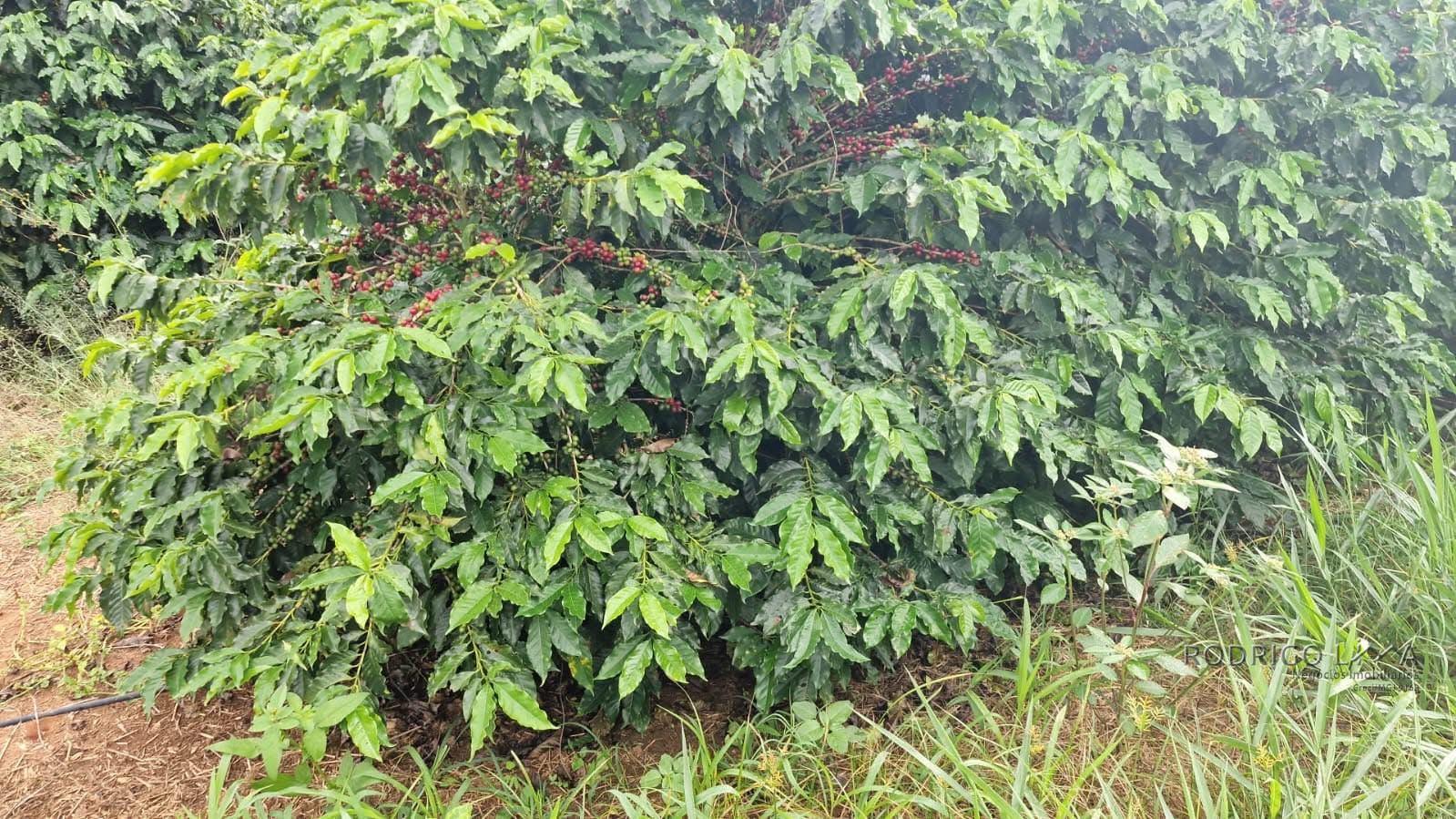 Linda fazenda para venda em Três Corações - MG
