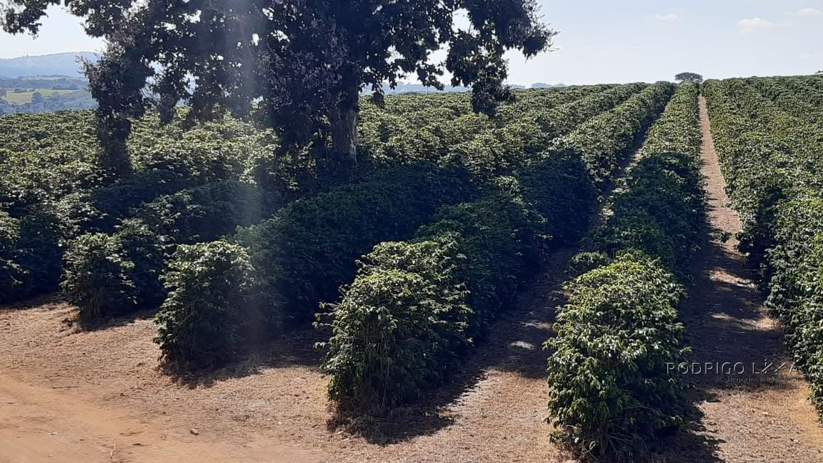 Linda fazenda para venda em Três Corações - MG