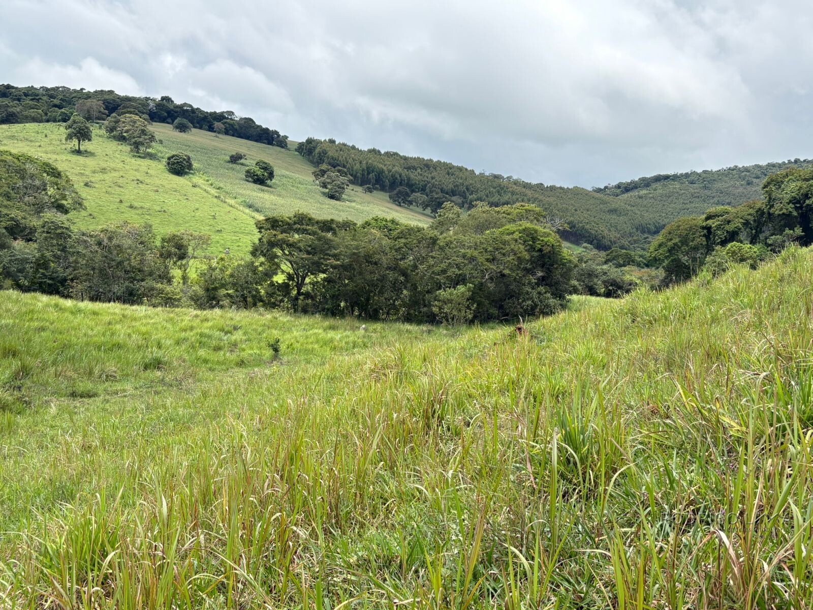 Área rural para venda em Dom Viçoso MG