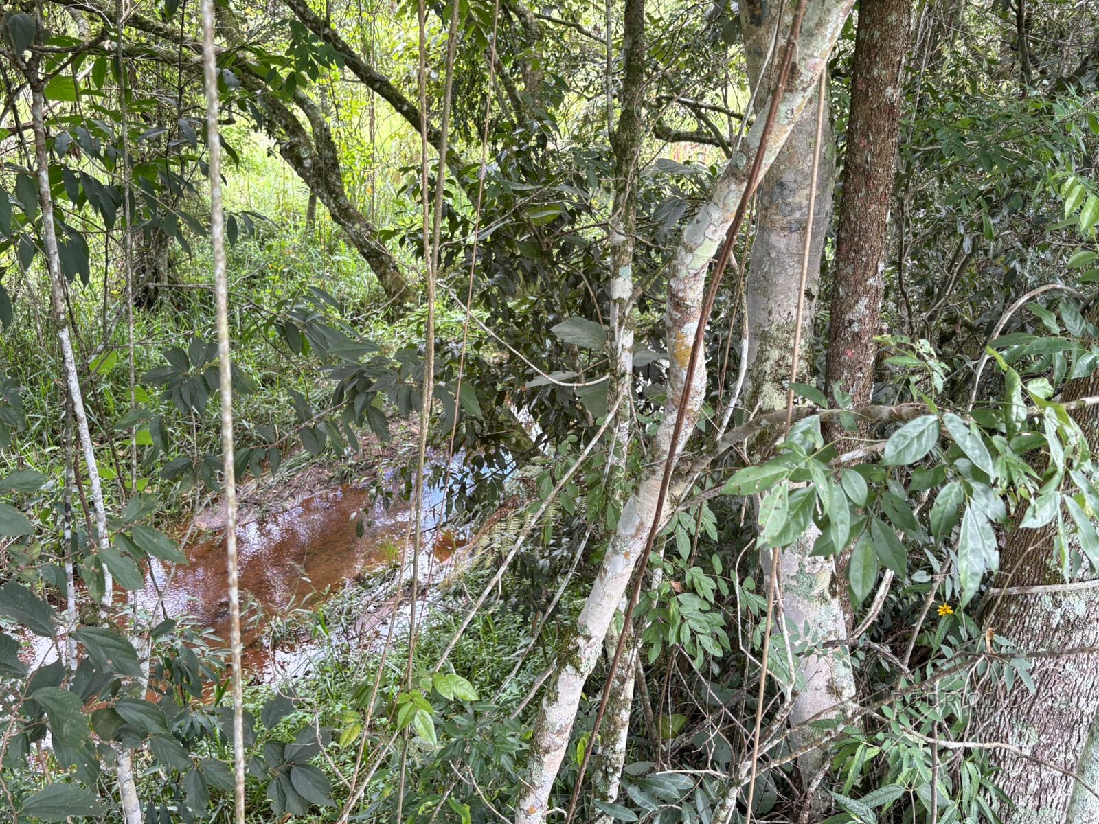 Área rural para venda em Dom Viçoso MG