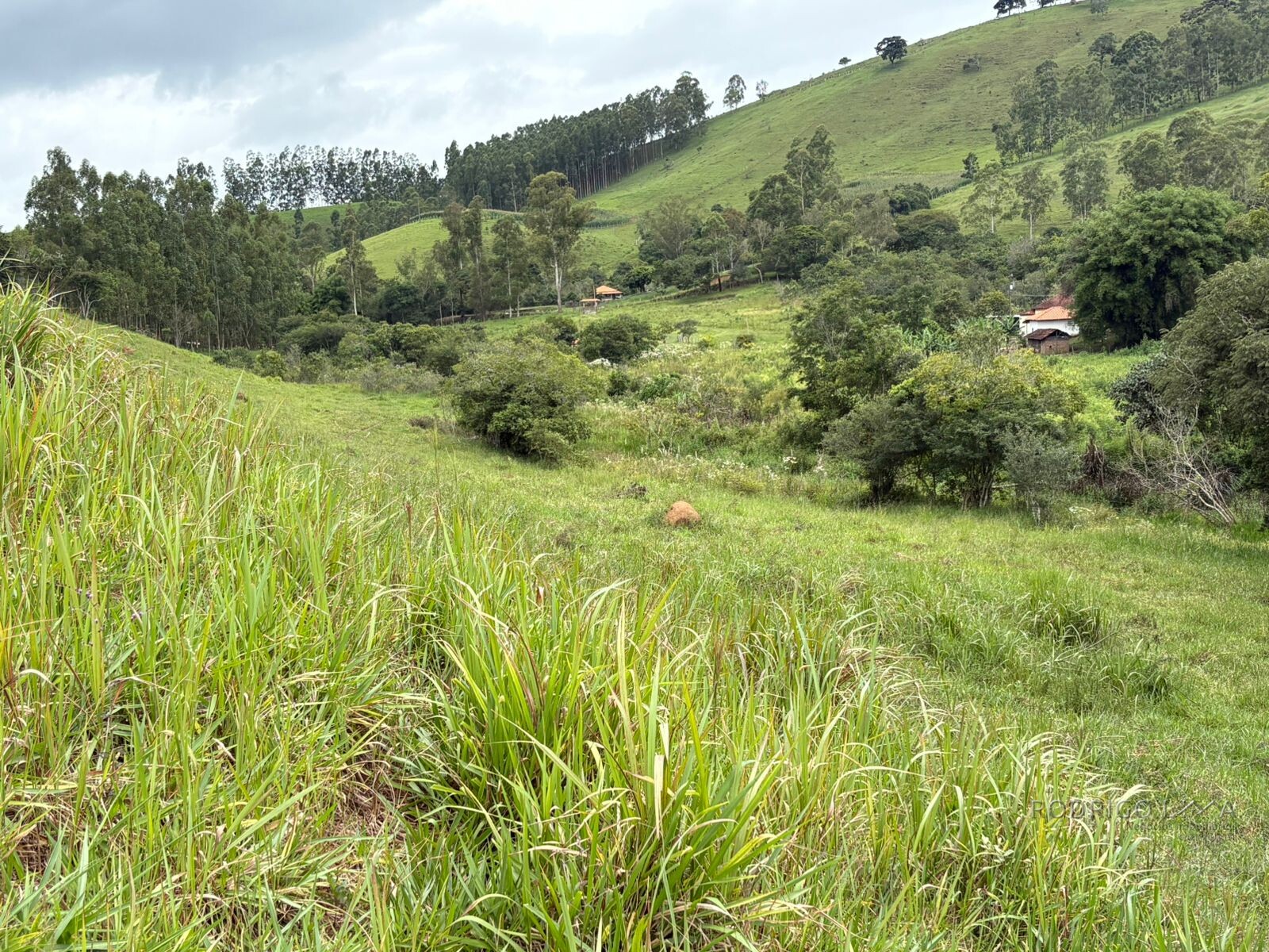 Área rural para venda em Dom Viçoso MG