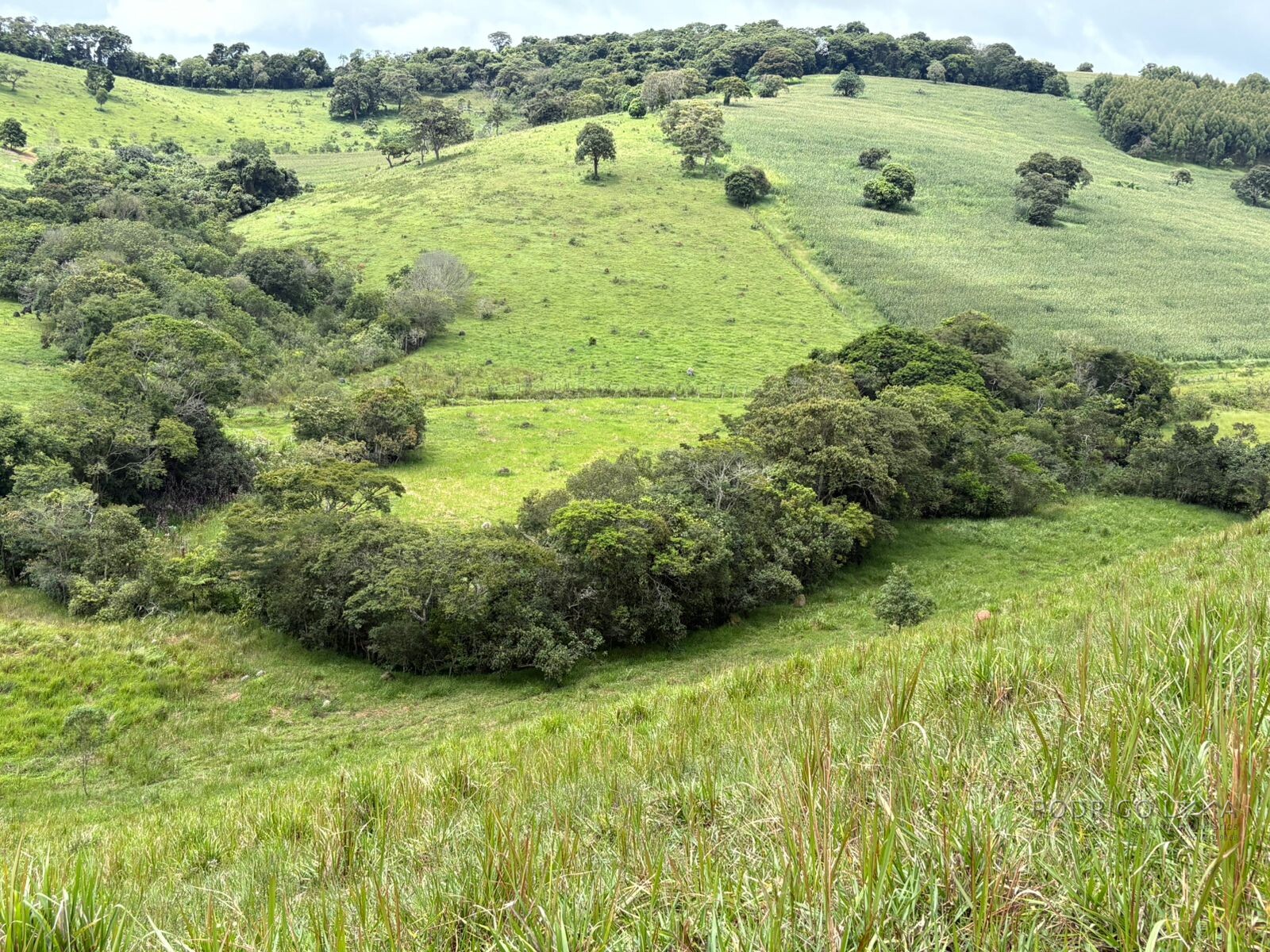 Área rural para venda em Dom Viçoso MG