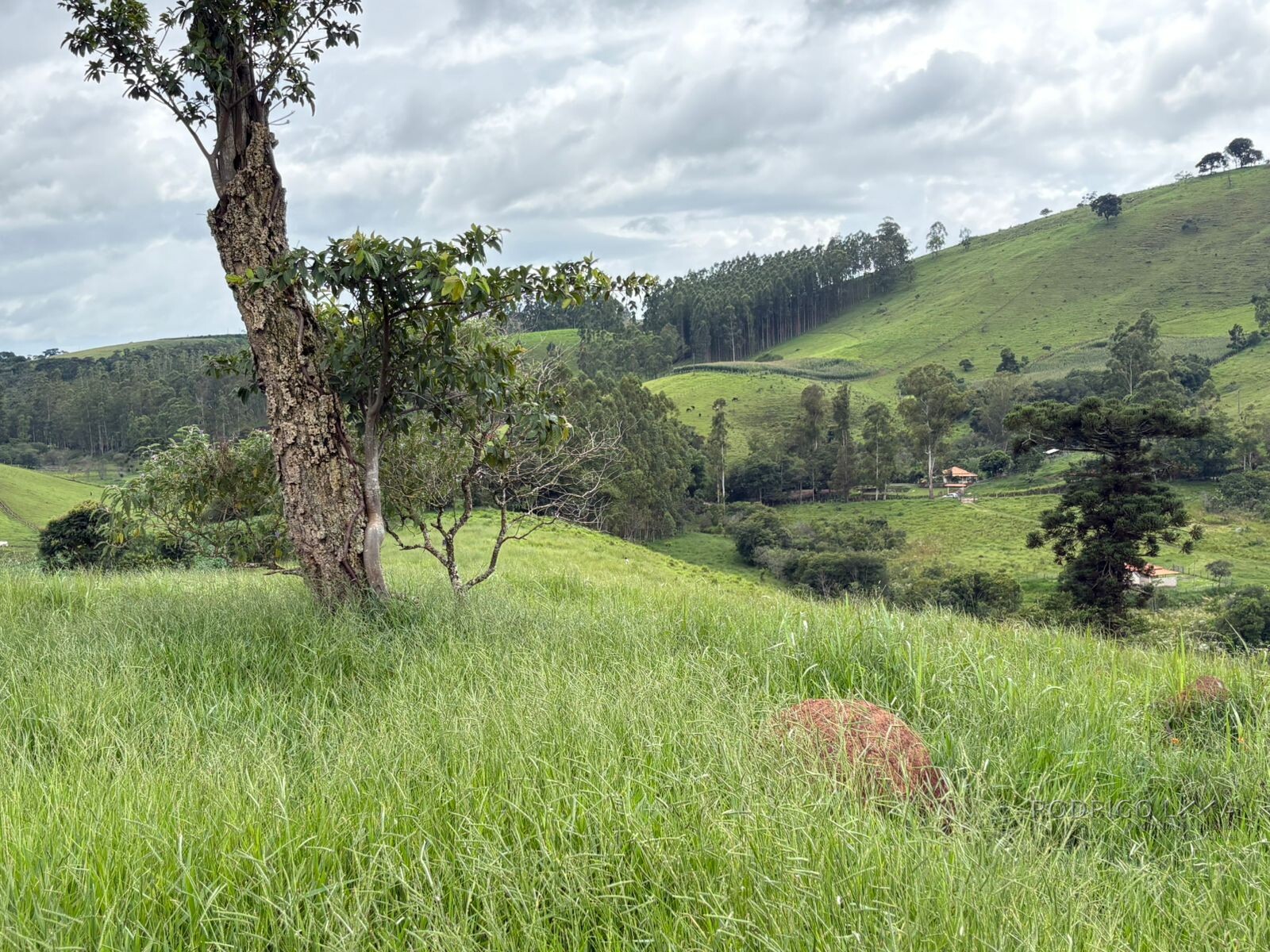 Área rural para venda em Dom Viçoso MG