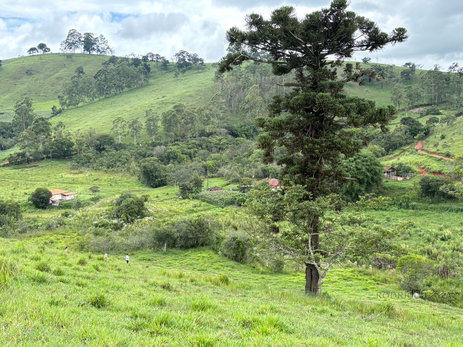 Área rural para venda em Dom Viçoso MG