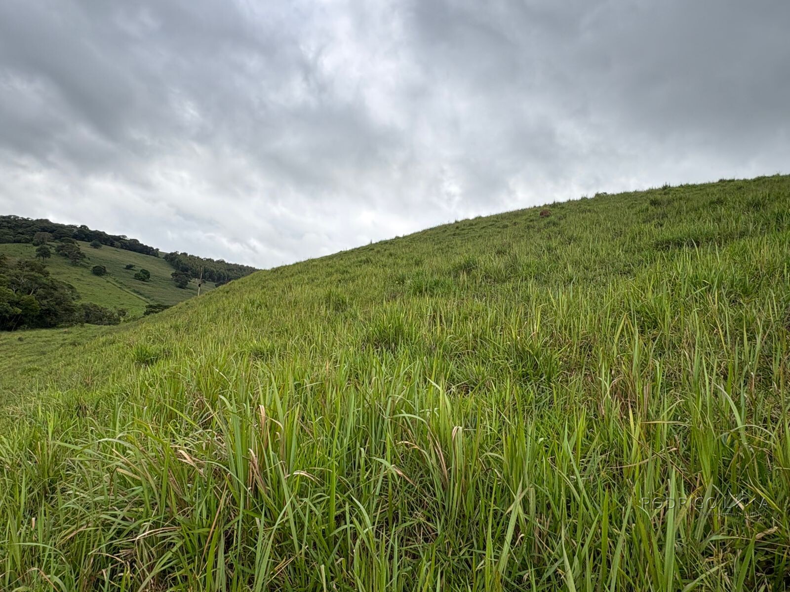 Área rural para venda em Dom Viçoso MG