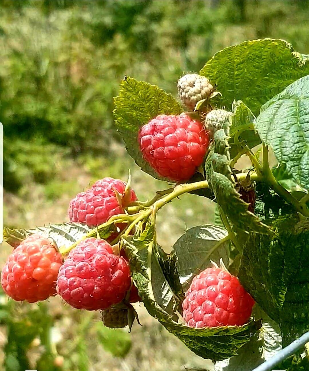 Fazenda para venda em Carvalhos MG