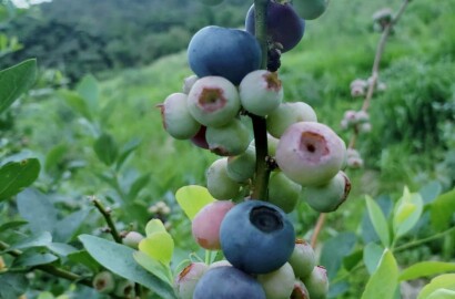 Fazenda para venda em Carvalhos MG