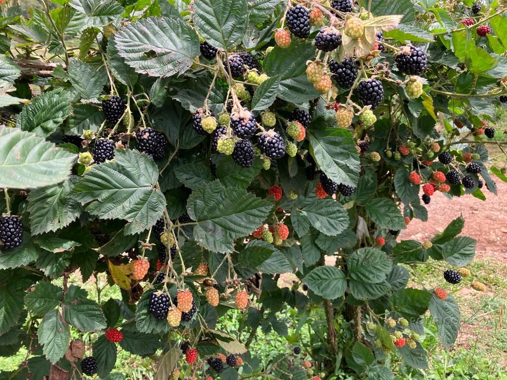 Fazenda para venda em Carvalhos MG